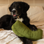 Lambwolf Collective - Giant Pickle Dog Toy