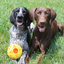 Tall Tails - Natural Rubber Bee Hive Reward Dog Toy