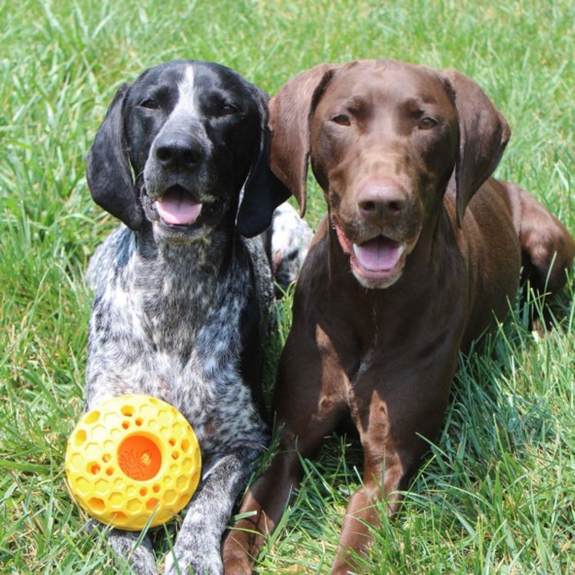 Tall Tails - Natural Rubber Bee Hive Reward Dog Toy