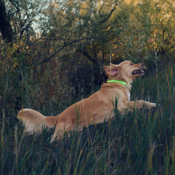 Nite-Ize - NiteHowl Rechargeable LED Safety Necklace