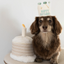 Lambwolf Collective - Birthday Cake Dog Toy