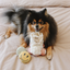 Lambwolf Collective - Roller Skate Dog Toy