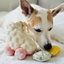 Lambwolf Collective - Roller Skate Dog Toy
