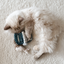 Lambwolf Collective - Kitty Sardines Dog Toy