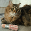 Lambwolf Collective - Kitty Lipstick Dog Toy