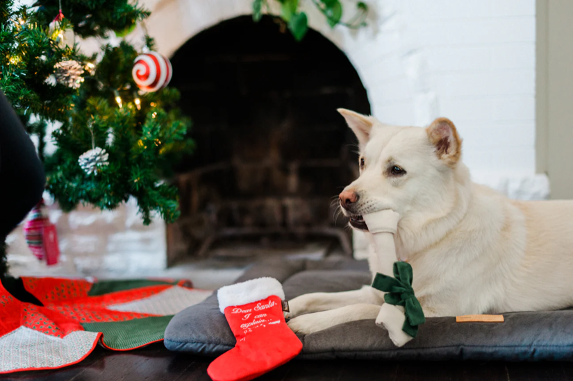 P.L.A.Y. - Merry Woofmas Good Dog Stocking