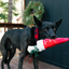 P.L.A.Y. - Merry Woofmas Good Dog Stocking
