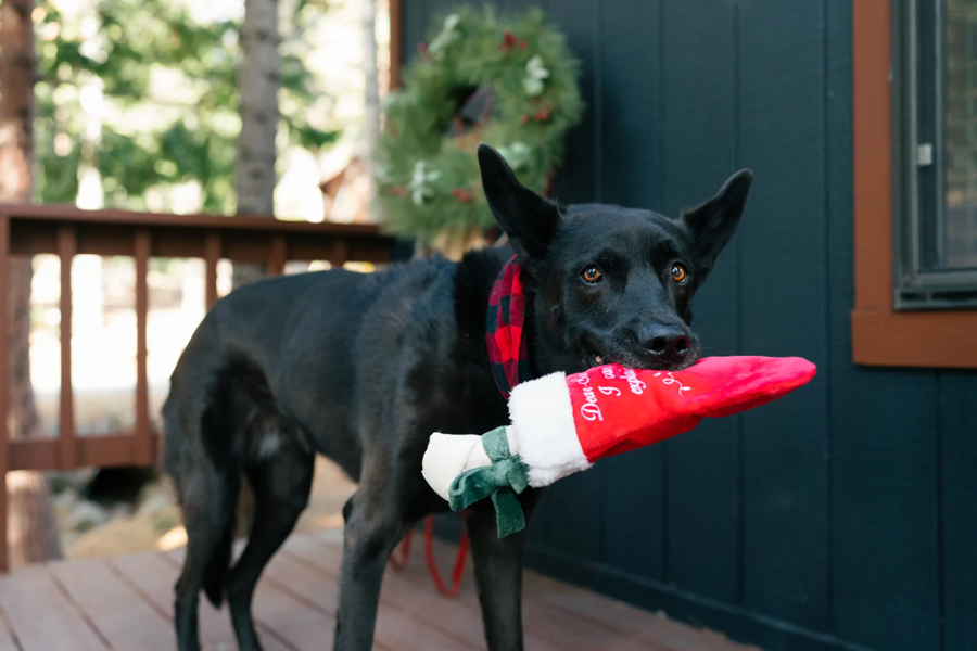 P.L.A.Y. - Merry Woofmas Good Dog Stocking