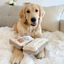Lambwolf Collective - Eyeshadow Palette Dog Toy