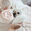 Lambwolf Collective - Blush Dog Toy