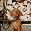 Knotty Pets - Rope Slip Lead