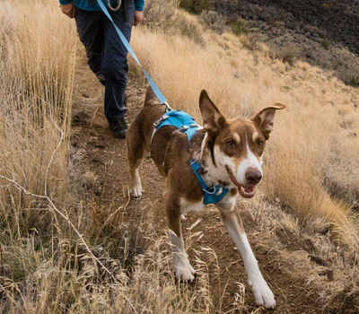 Ruffwear - Flagline Leash