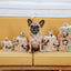 Outward Hound - Hide-a-Squirrel Toy