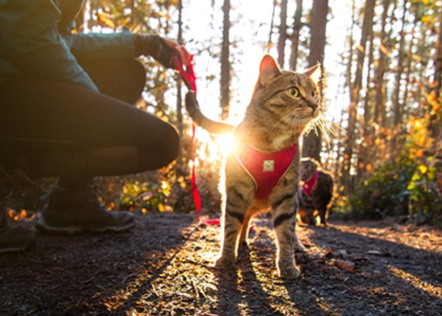 RC Pets - Adventure Kitty Harness