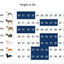 Buddy Rider - Main Seat Kit