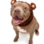 Zoo Snoods - Fuzzy Bear
