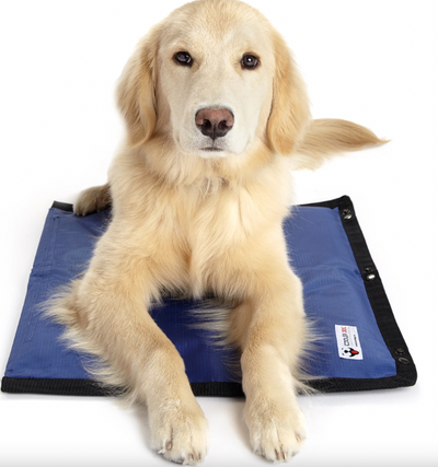 Cooling gear for sales dogs