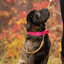 DogDog Goose - Biothane Leashes