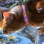 RC Pets - Kitty Breakaway Collar