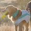 Ruffwear - Swamp Cooler Neck Gaiter