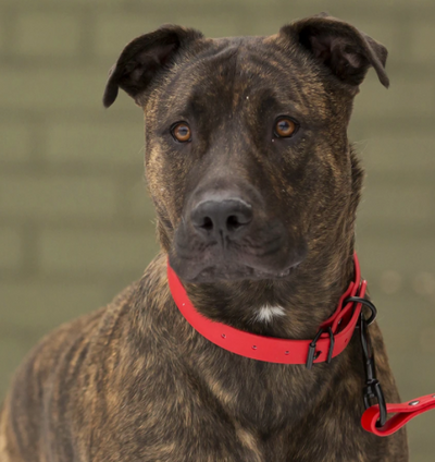 DogDog Goose Biothane Collar - Red with Black Buckle