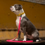 DogDog Goose - Biothane Leashes