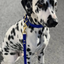 DogDog Goose - Biothane Leashes