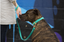 DogDog Goose - Biothane Leashes