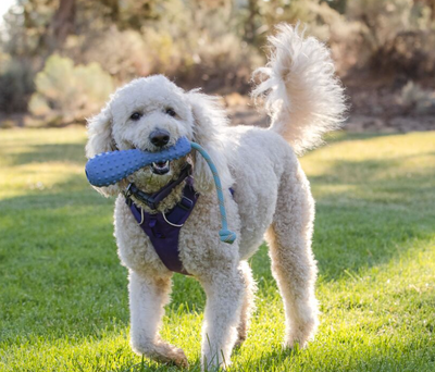 Ruffwear - Gourdo Toy