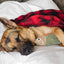 Tall Tails - Fleece Blanket - Hunter's Plaid