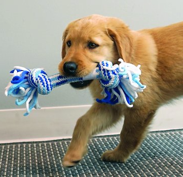 Kong - Puppy Rope Stick