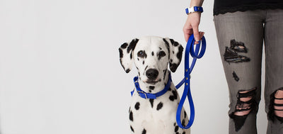 DogDog Goose - Biothane Leashes