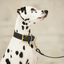 DogDog Goose - Biothane Leashes