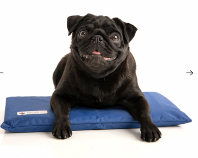 Dog clearance cooling accessories